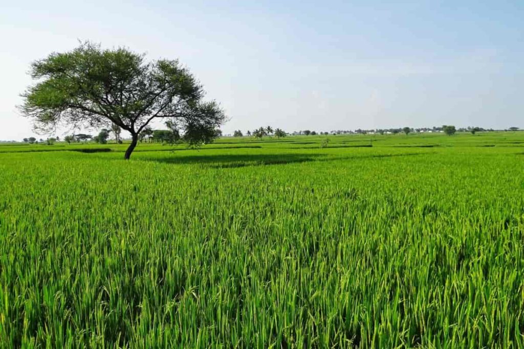 Farmland / Agricultural Plot